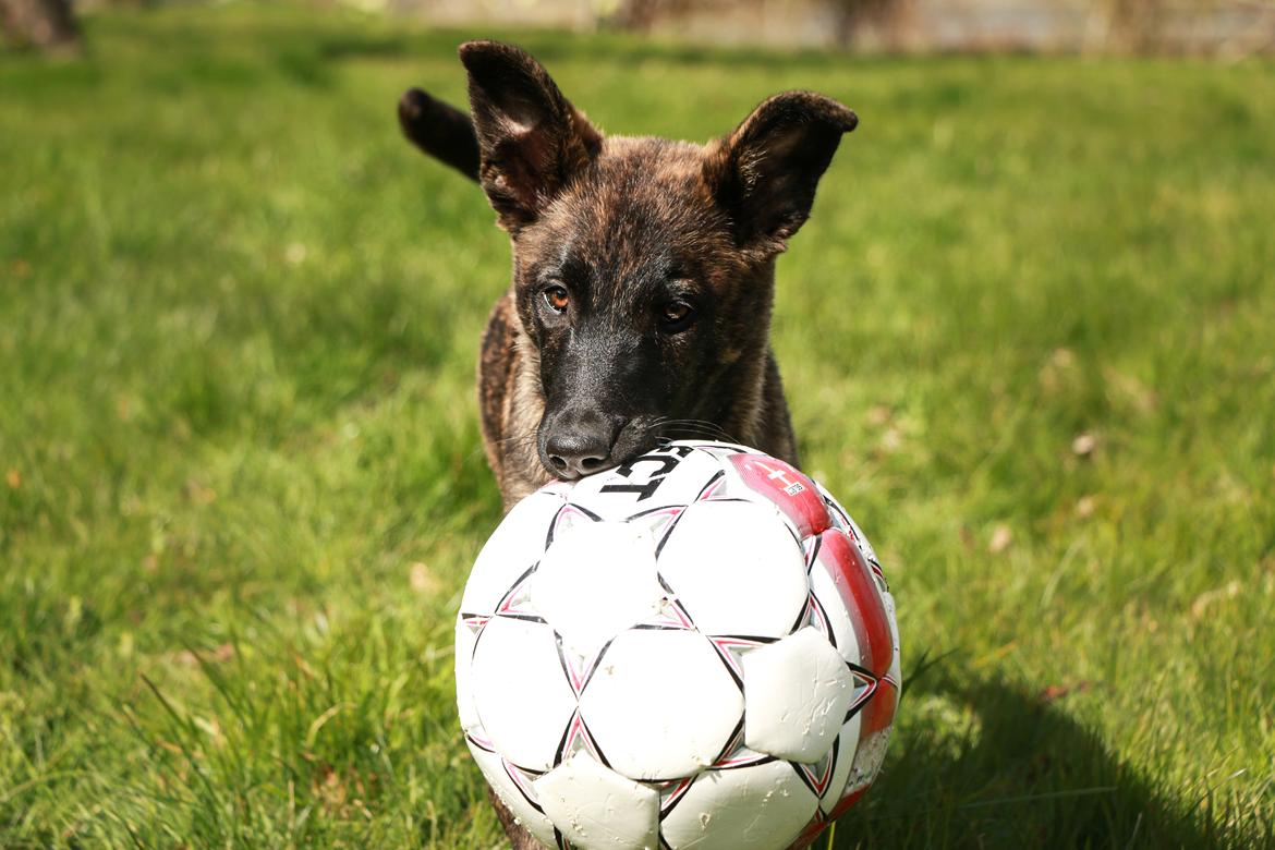 Hollandsk hyrdehund Jessie - Min bold er større end din bold! :) billede 45