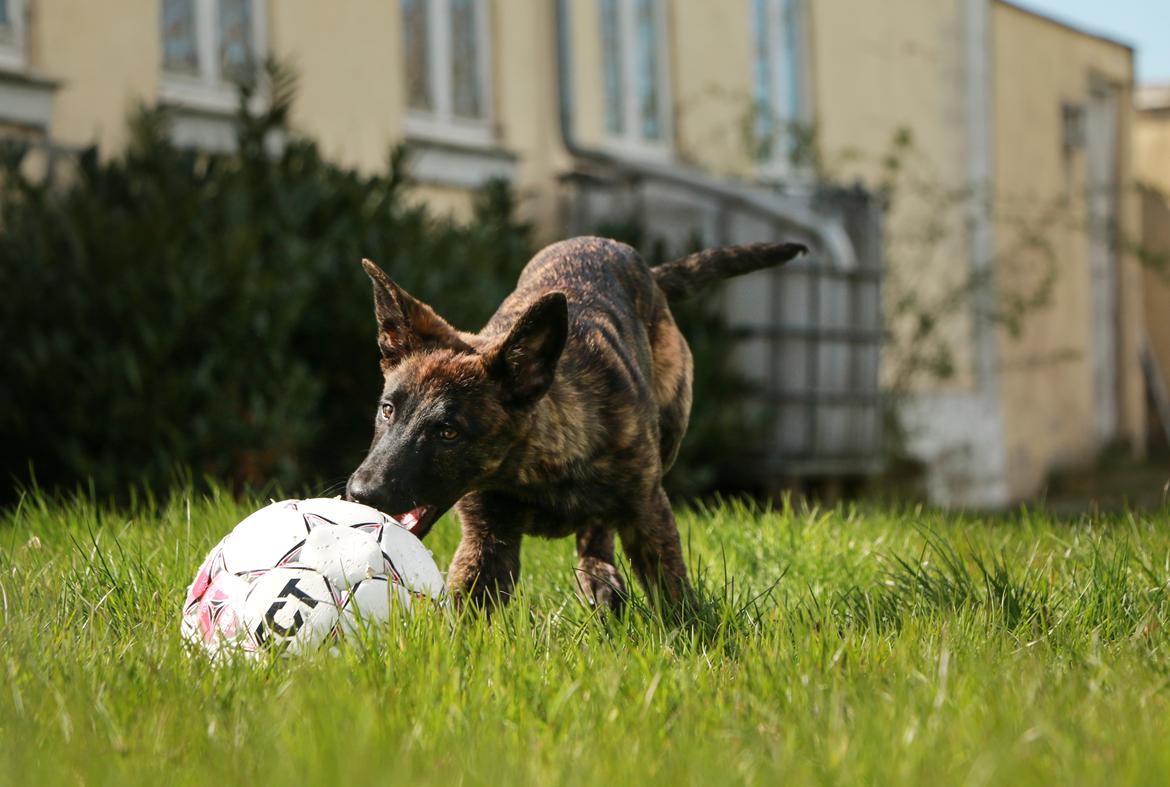 Hollandsk hyrdehund Jessie - Det bedste jeg ved billede 44