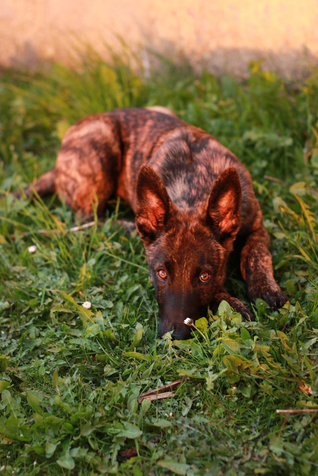 Hollandsk hyrdehund Jessie - 4 mdr med balladelys i øjnene billede 26