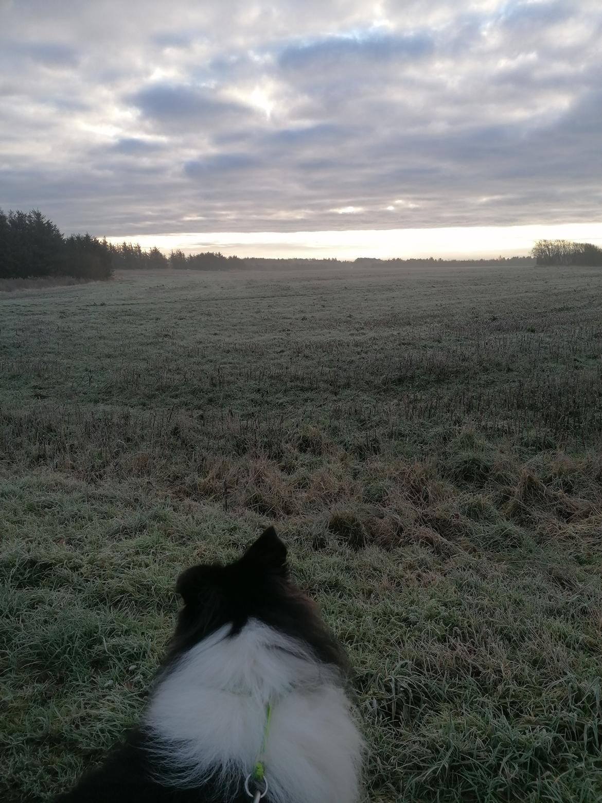 Collie langhåret Lassies Oh What An Onyx (Himmelhund) billede 23