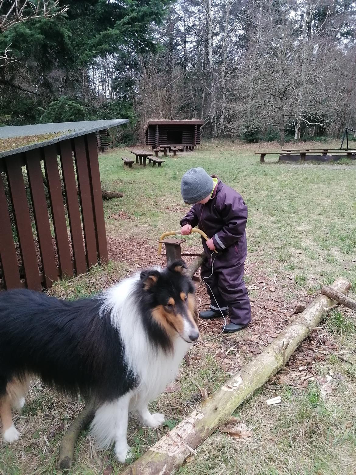 Collie langhåret Lassies Oh What An Onyx (Himmelhund) billede 24