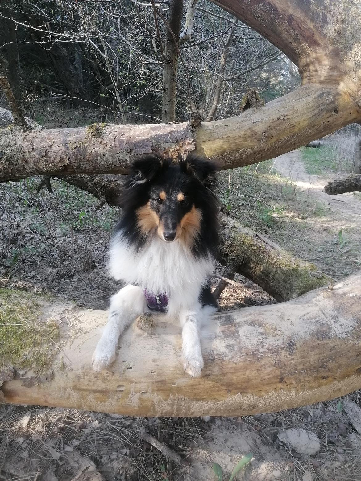 Shetland sheepdog Sheltiedream British Beloved Bizzy billede 1