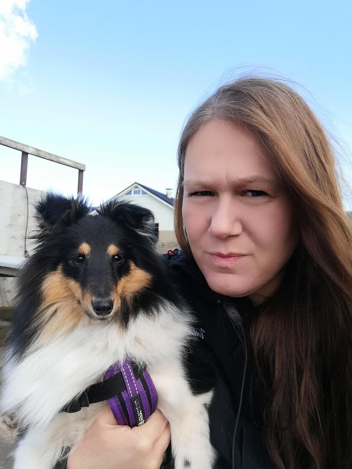 Shetland sheepdog Sheltiedream British Beloved Bizzy billede 2