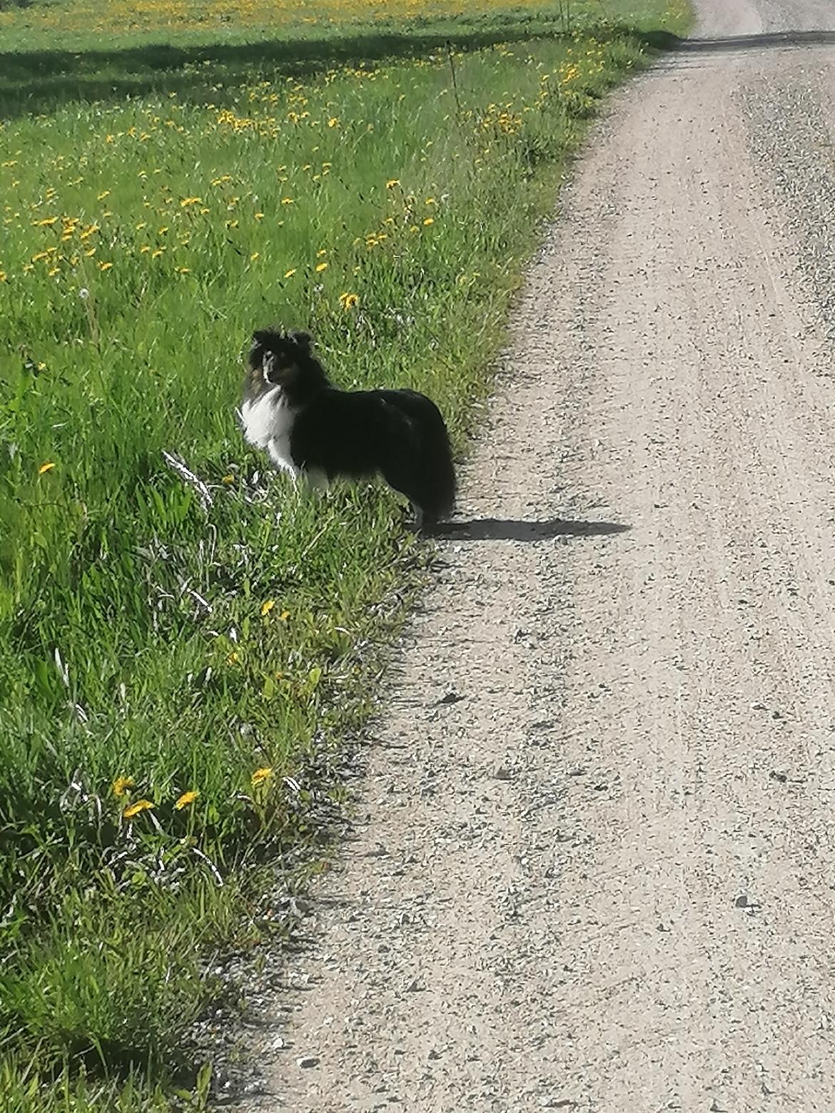 Shetland sheepdog Sheltiedream British Beloved Bizzy billede 4