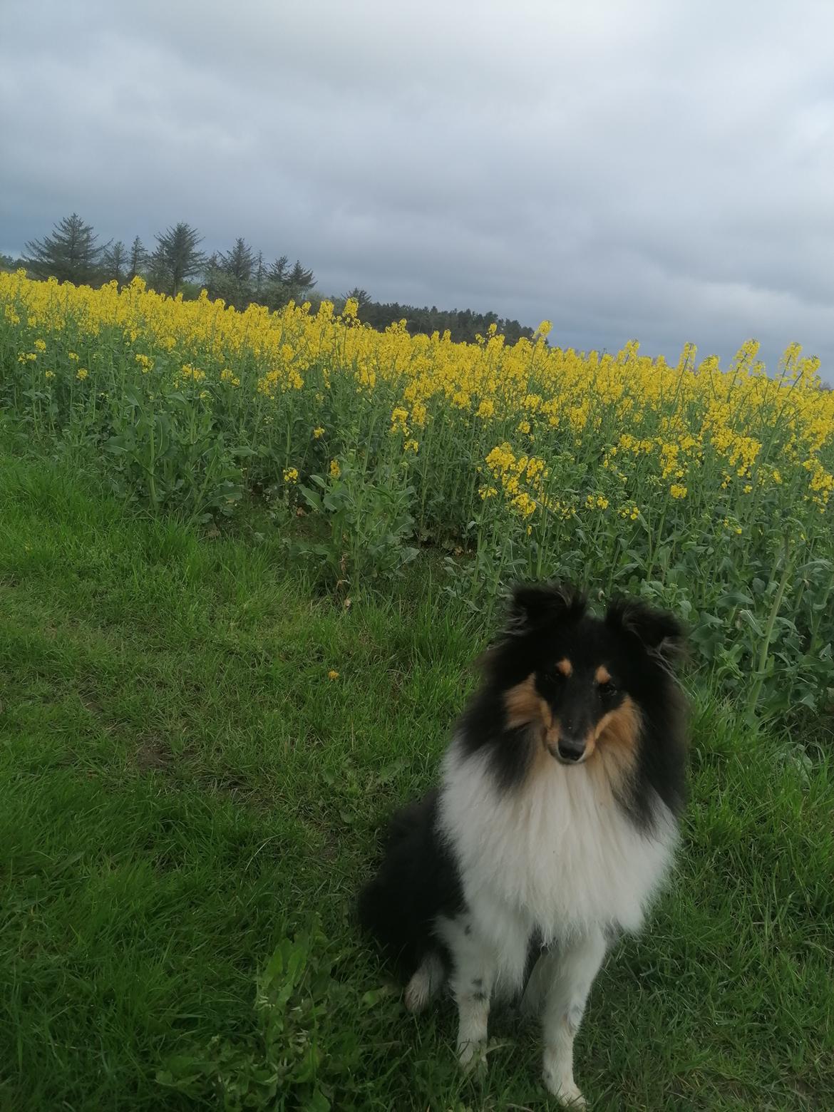 Shetland sheepdog Sheltiedream British Beloved Bizzy billede 3