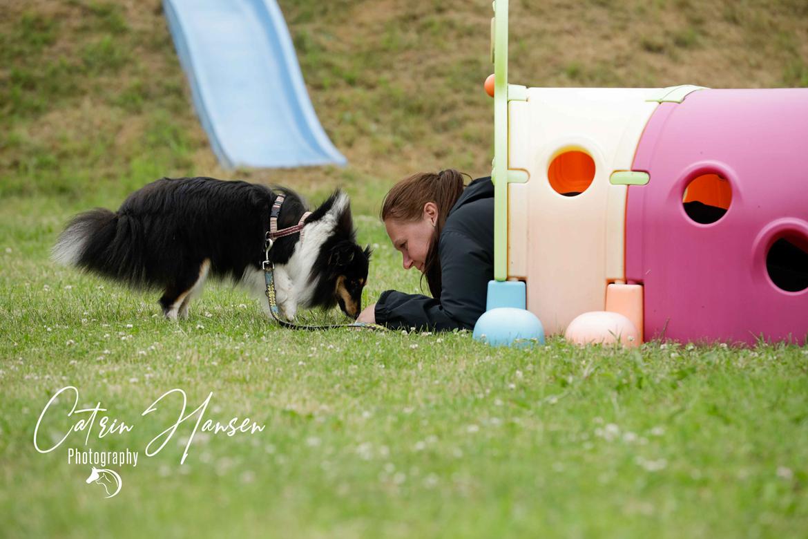 Shetland sheepdog Sheltiedream British Beloved Bizzy - Forhindringsløb, Klostermarkens Hundehyggedag billede 5