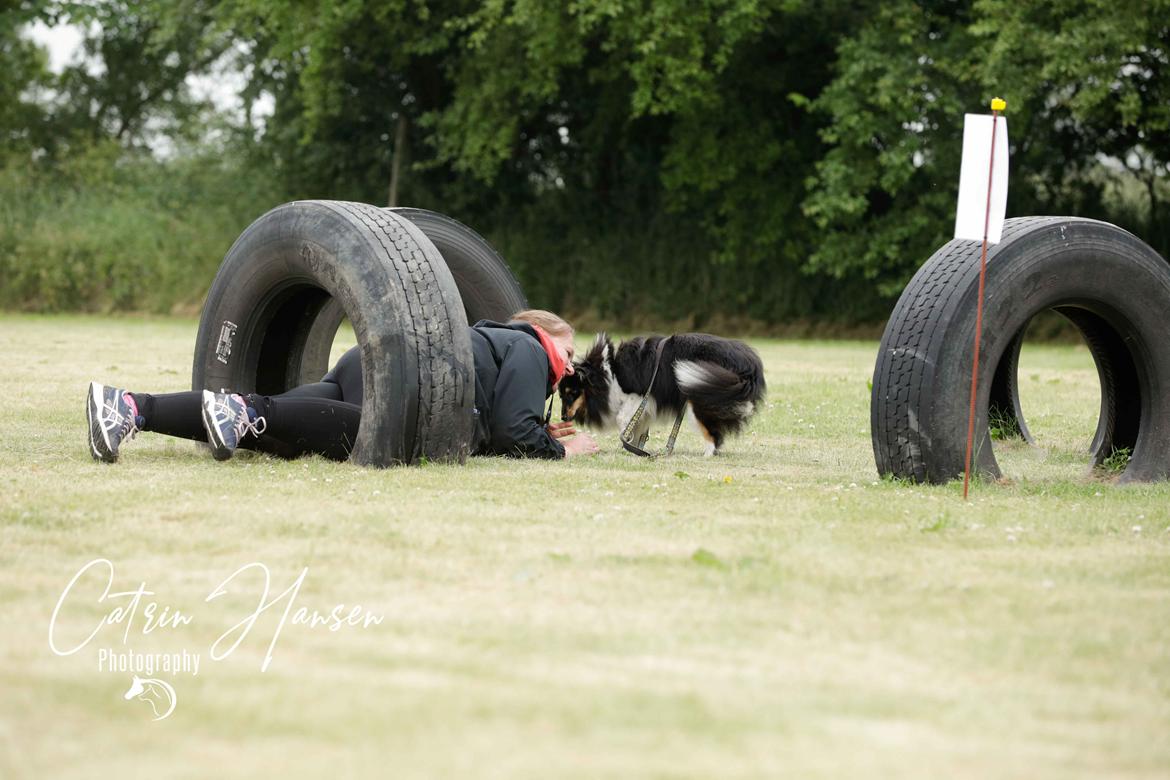 Shetland sheepdog Sheltiedream British Beloved Bizzy - Forhindringsløb, Klostermarkens Hundehyggedag billede 6