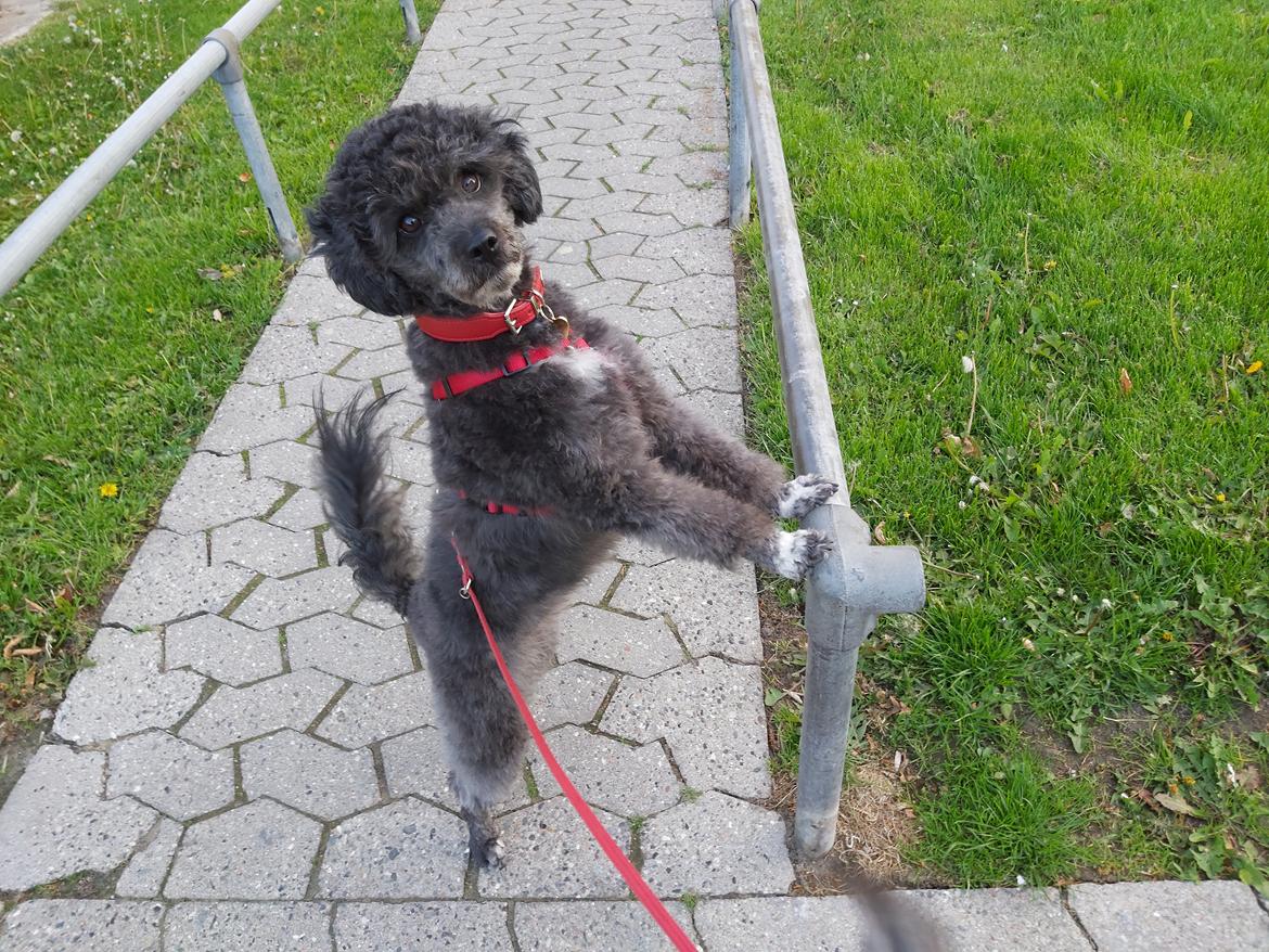 Blanding af racer Filuka Flufftop billede 21