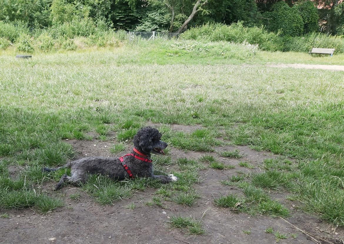 Blanding af racer Filuka Flufftop billede 22