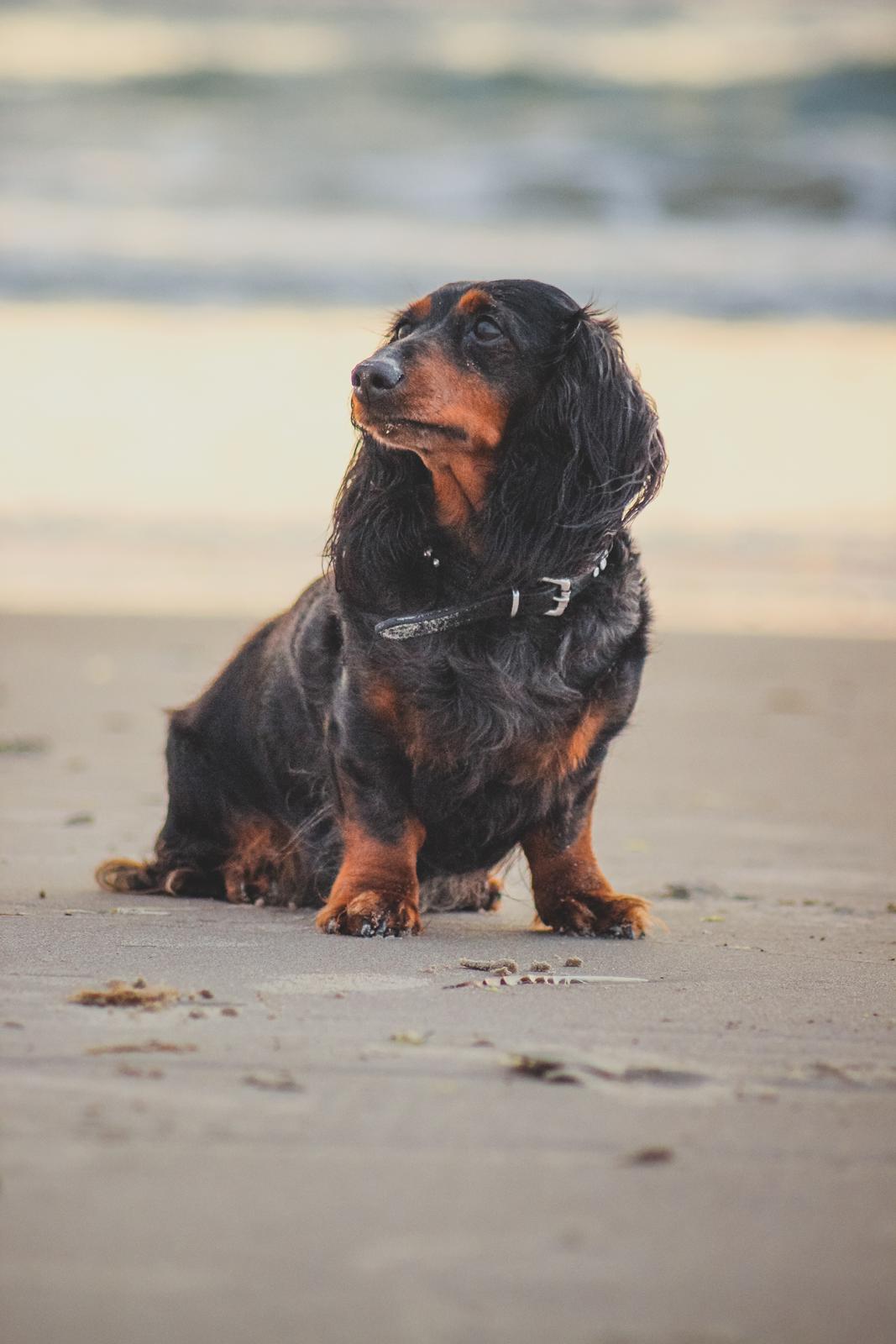 Dværggravhund Sveske billede 6