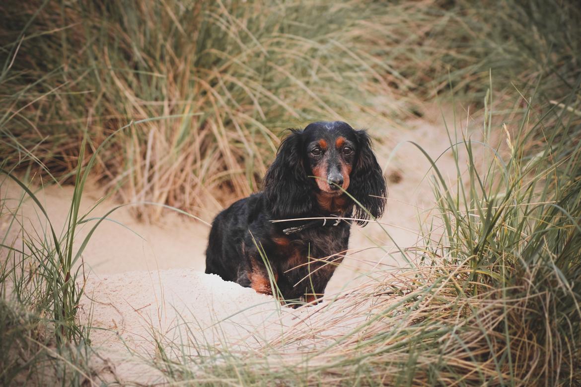 Dværggravhund Sveske billede 3