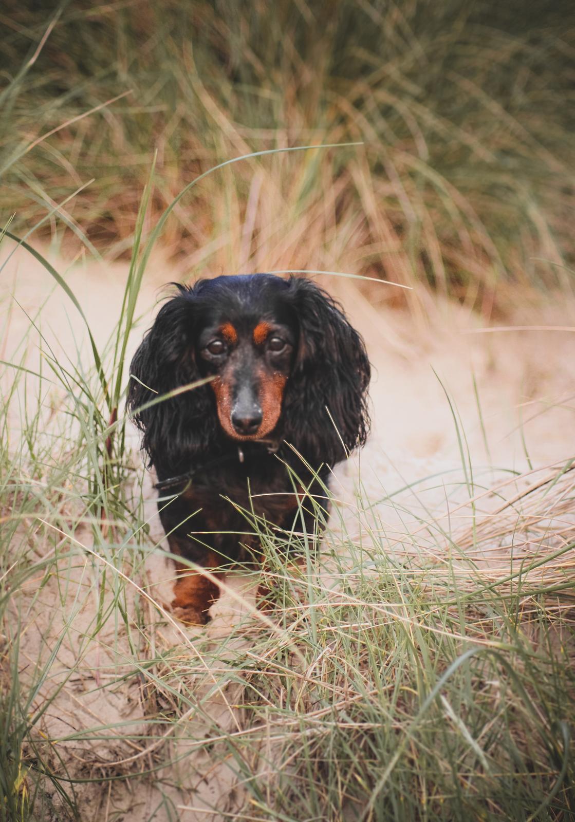 Dværggravhund Sveske billede 1