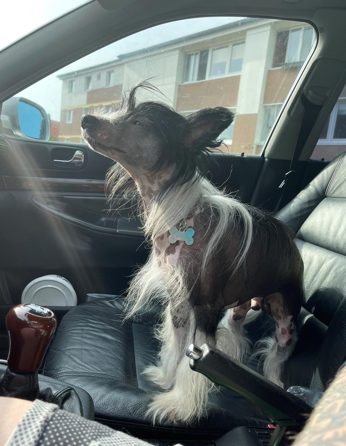 Chinese crested hårløs Sully billede 35