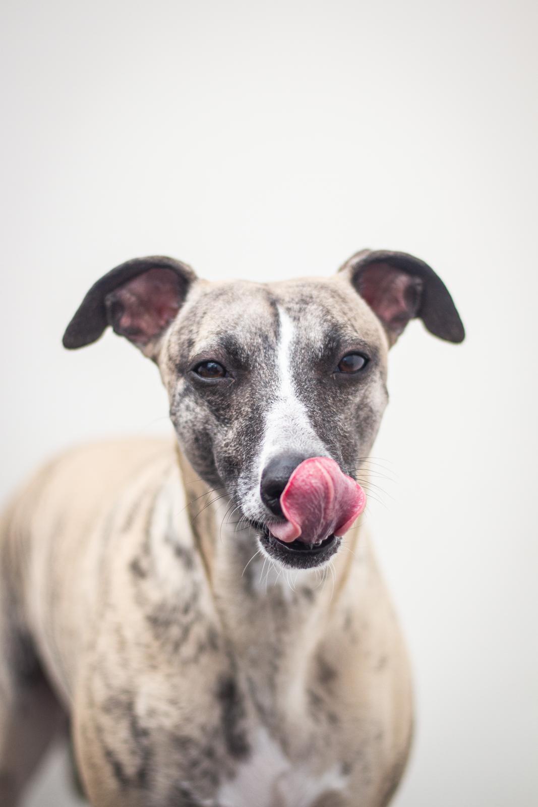Whippet Tanalorn Phelan of the New Panther billede 18