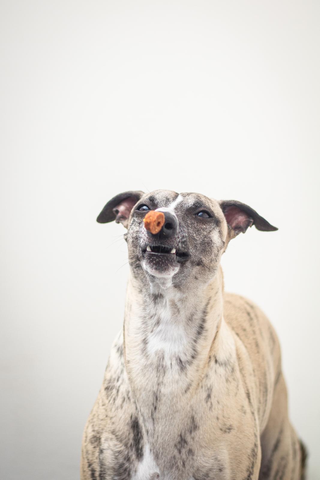 Whippet Tanalorn Phelan of the New Panther billede 19