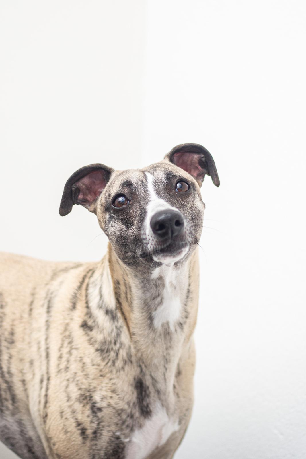 Whippet Tanalorn Phelan of the New Panther billede 20