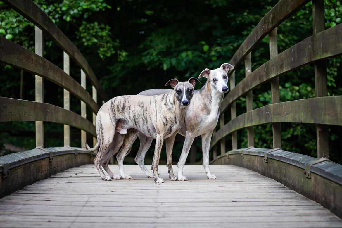 Whippet Tanalorn Peter the One and Only billede 17