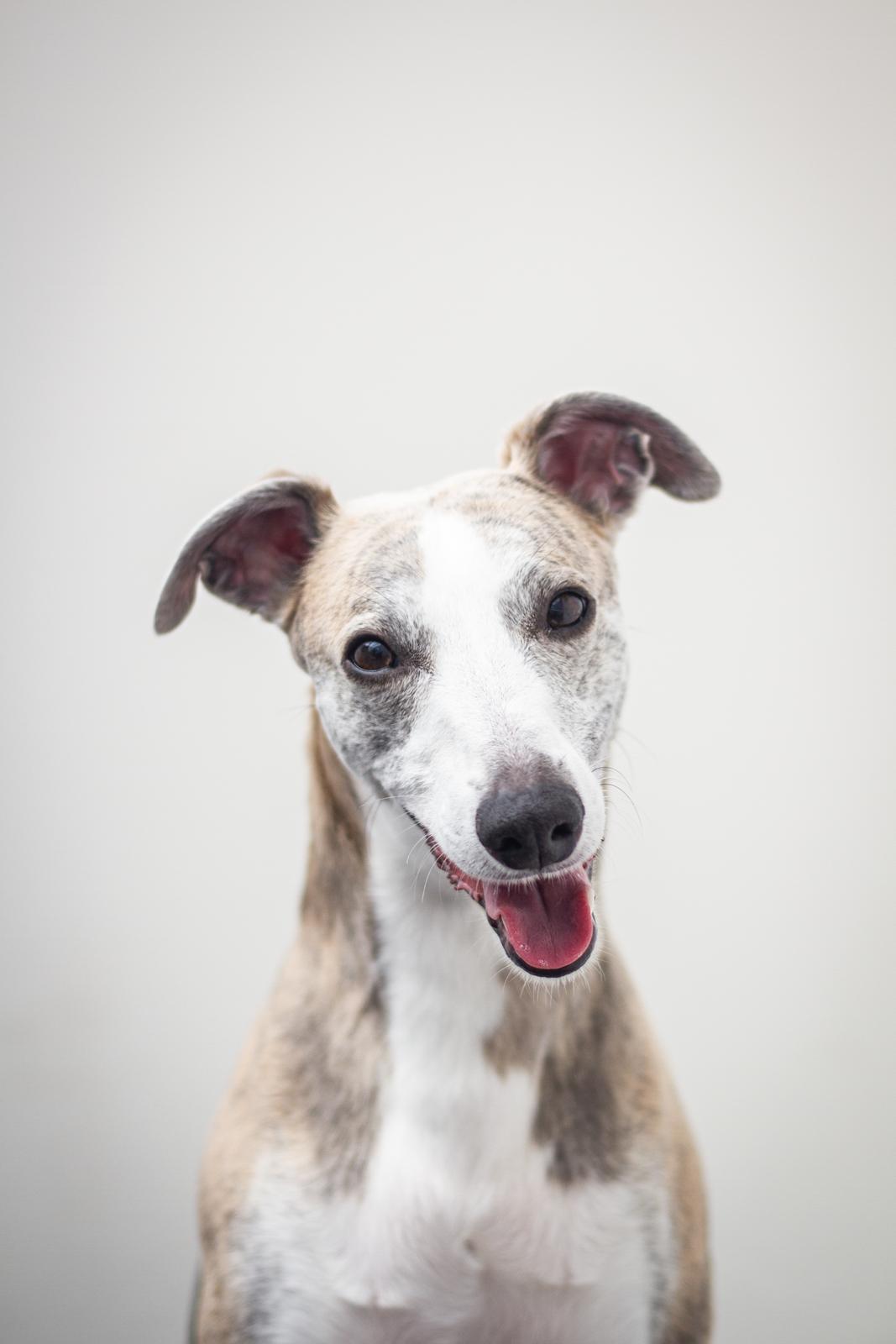 Whippet Tanalorn Peter the One and Only billede 18