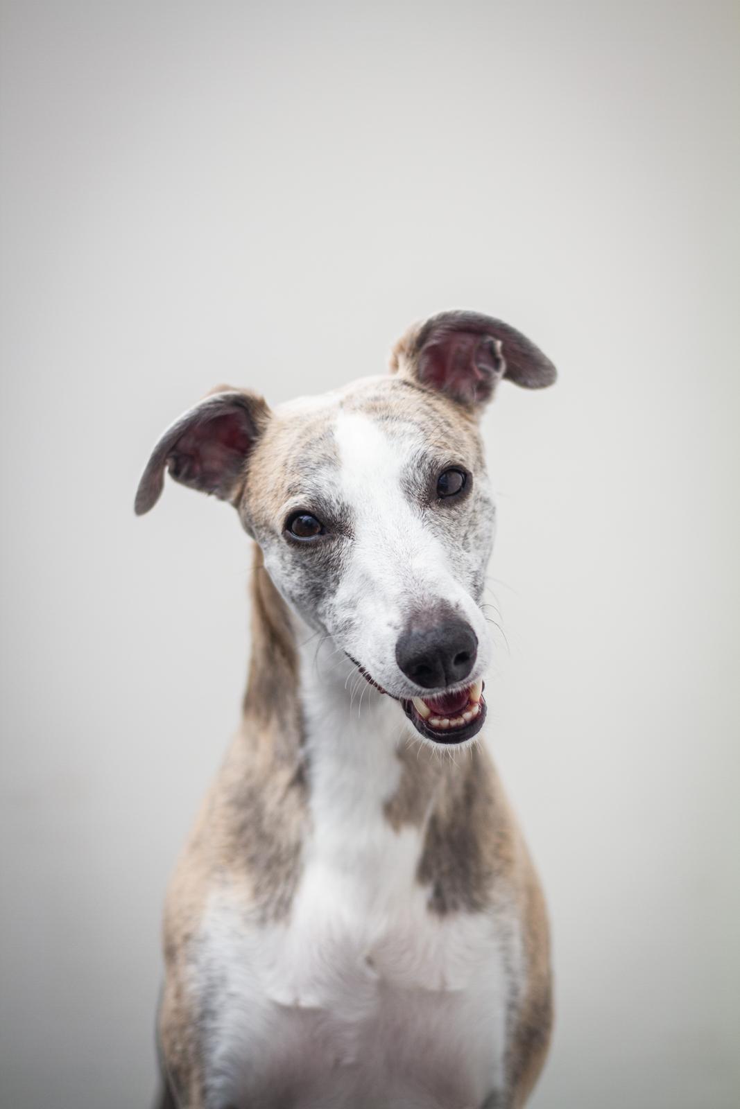 Whippet Tanalorn Peter the One and Only billede 20