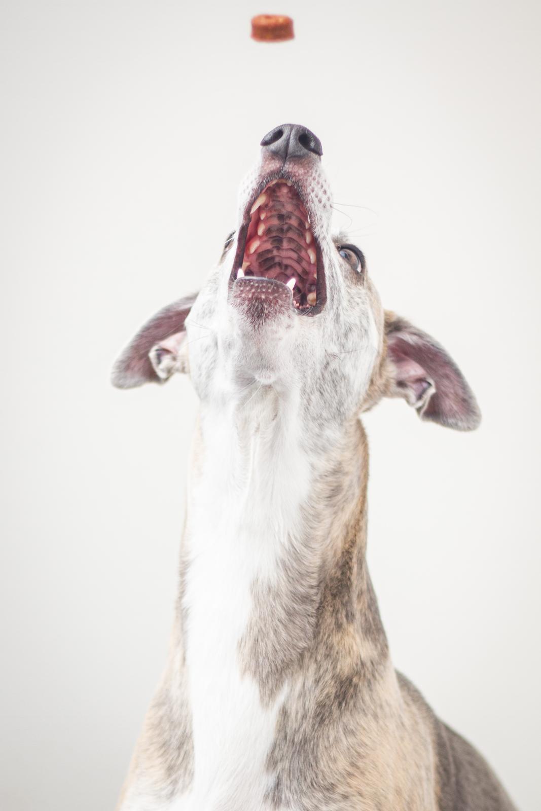 Whippet Tanalorn Peter the One and Only billede 21