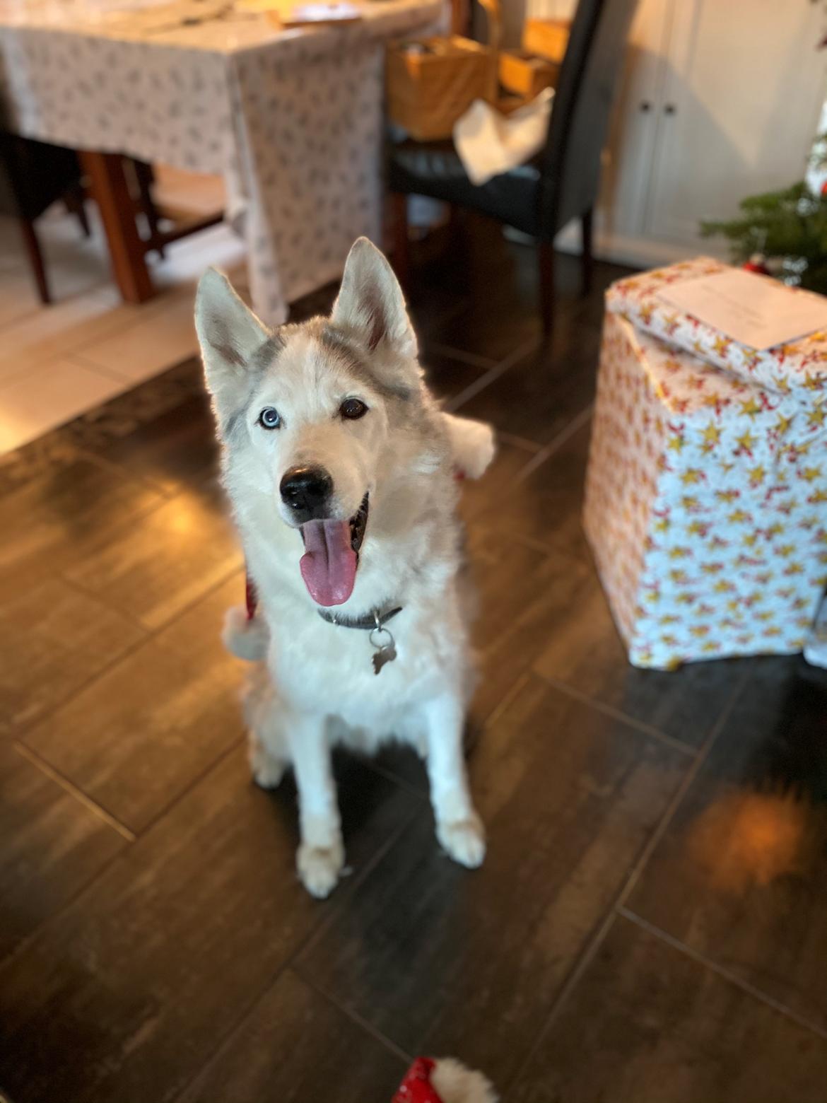 Blanding af racer Simba billede 9