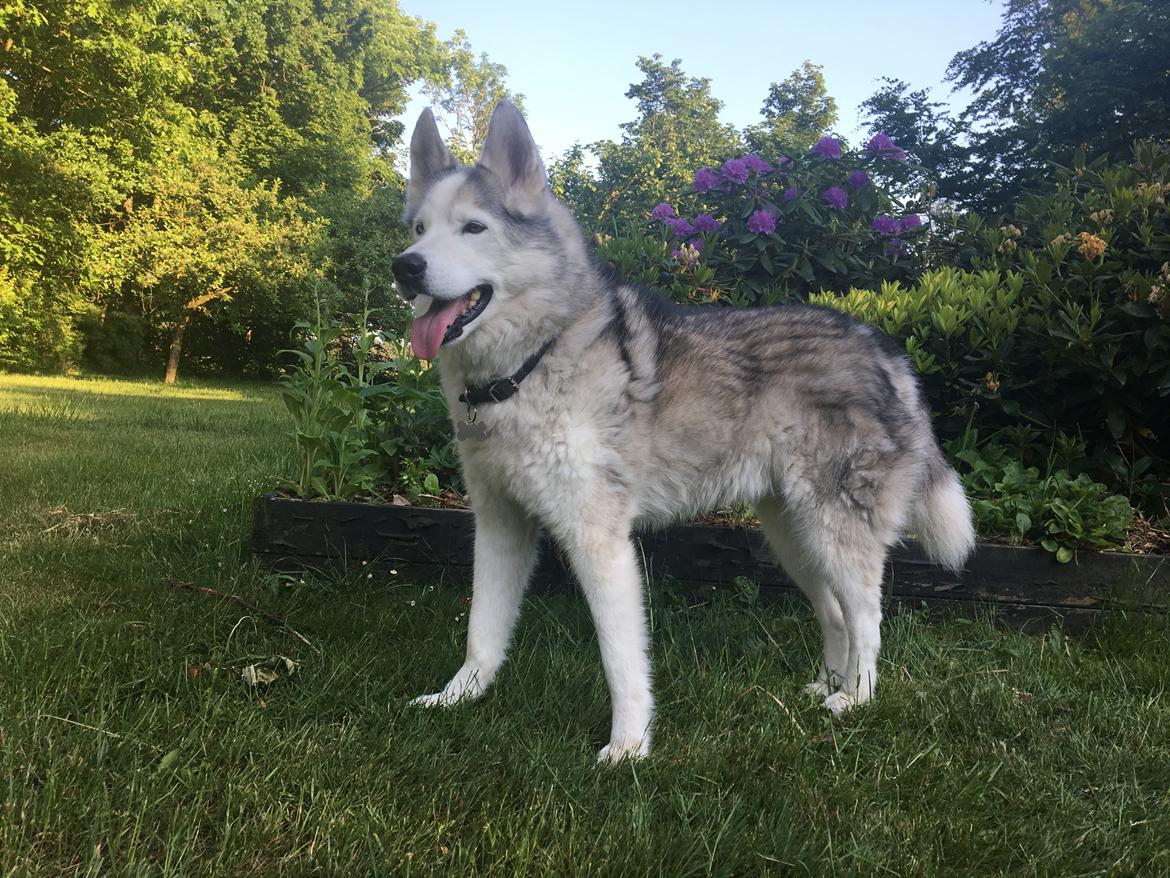 Blanding af racer Simba billede 11