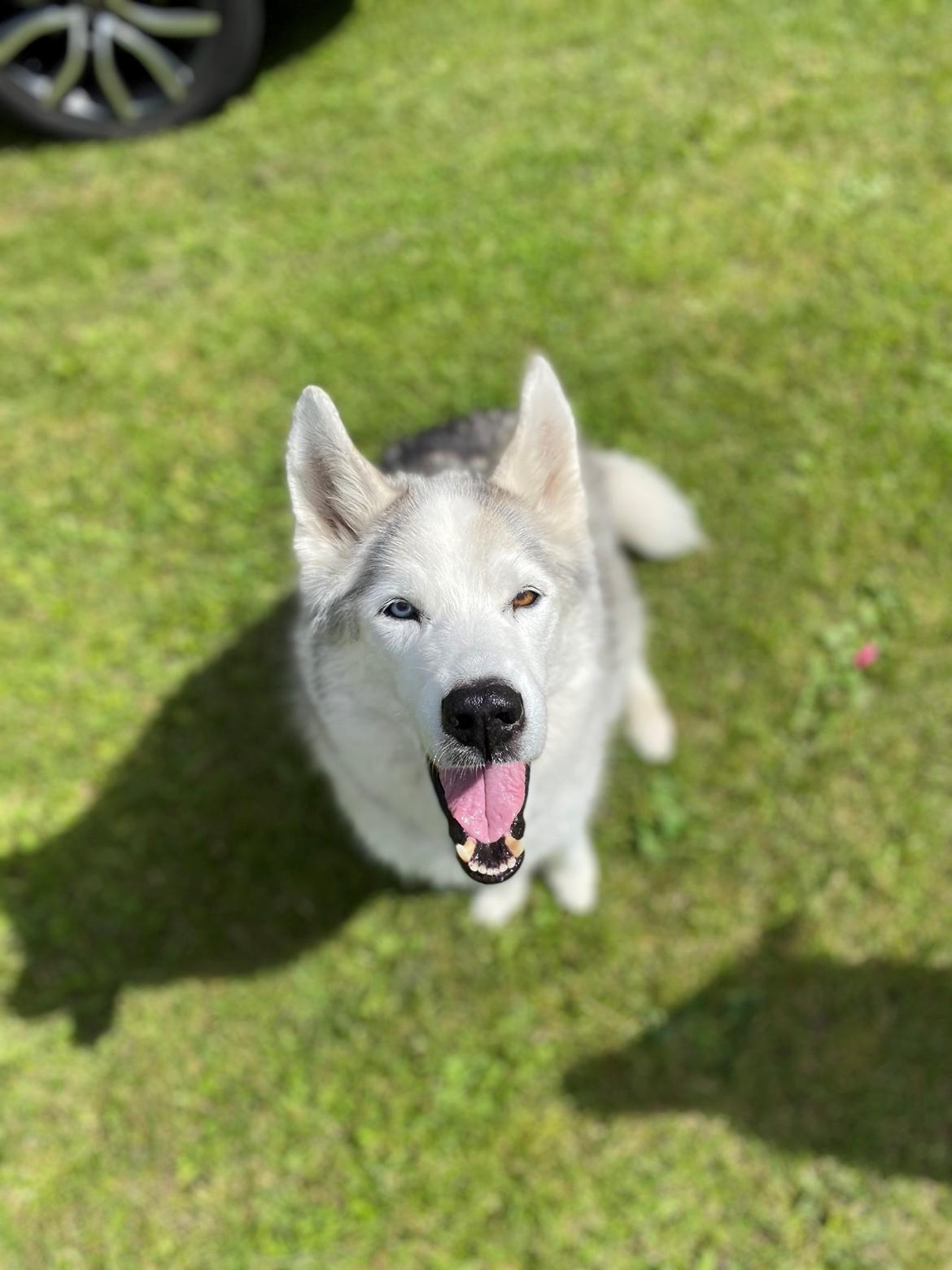 Blanding af racer Simba billede 8