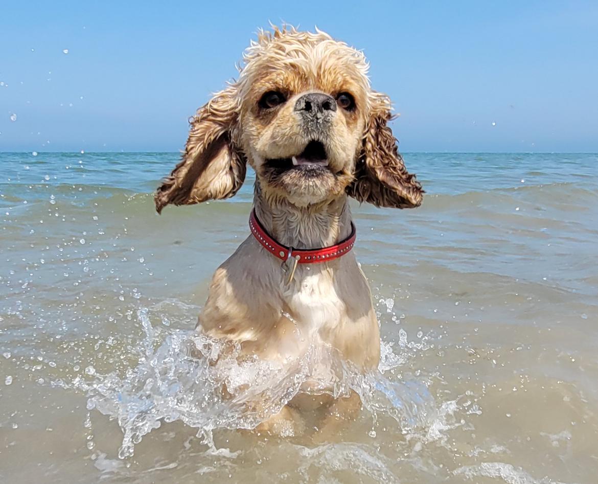 Amerikansk cocker spaniel Viggo Pedersen  billede 31