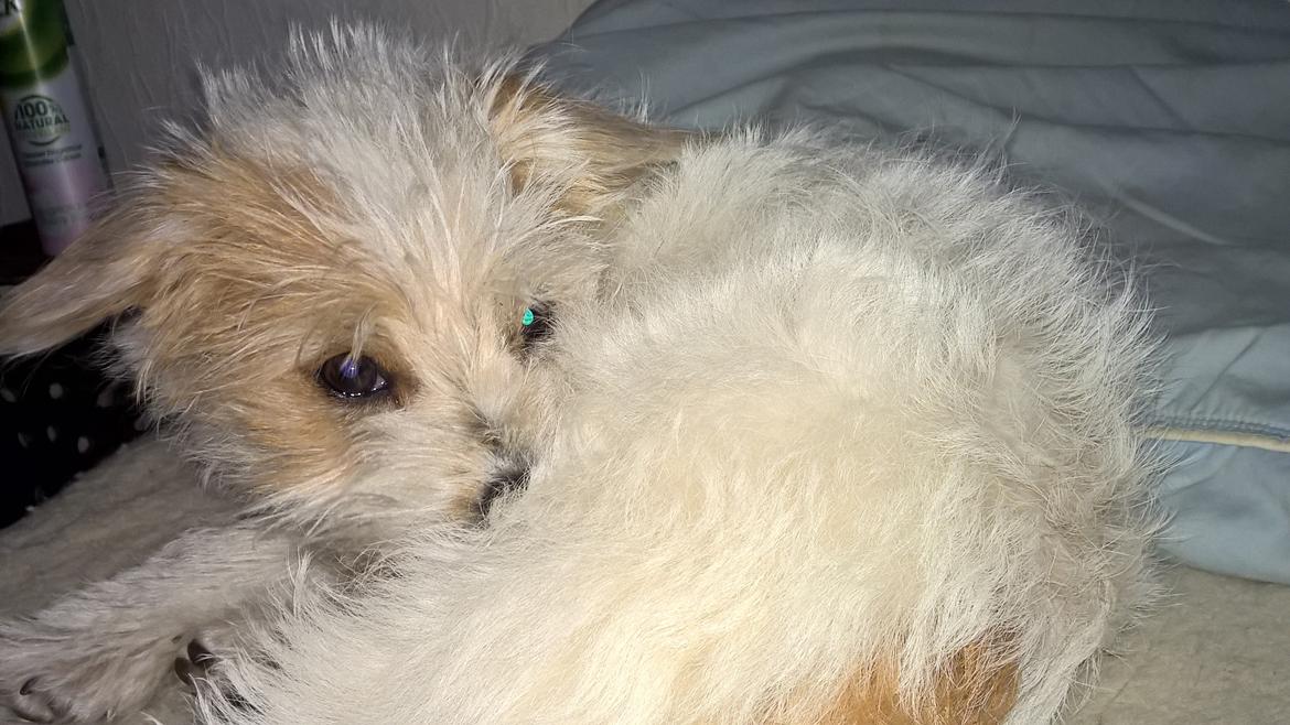 Blanding af racer Kom-Karla billede 15