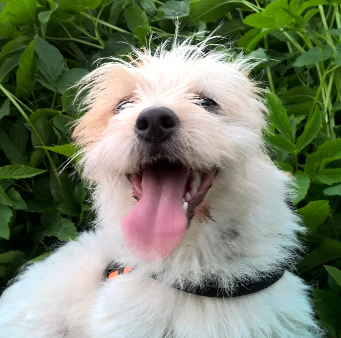 Blanding af racer Kom-Karla billede 16