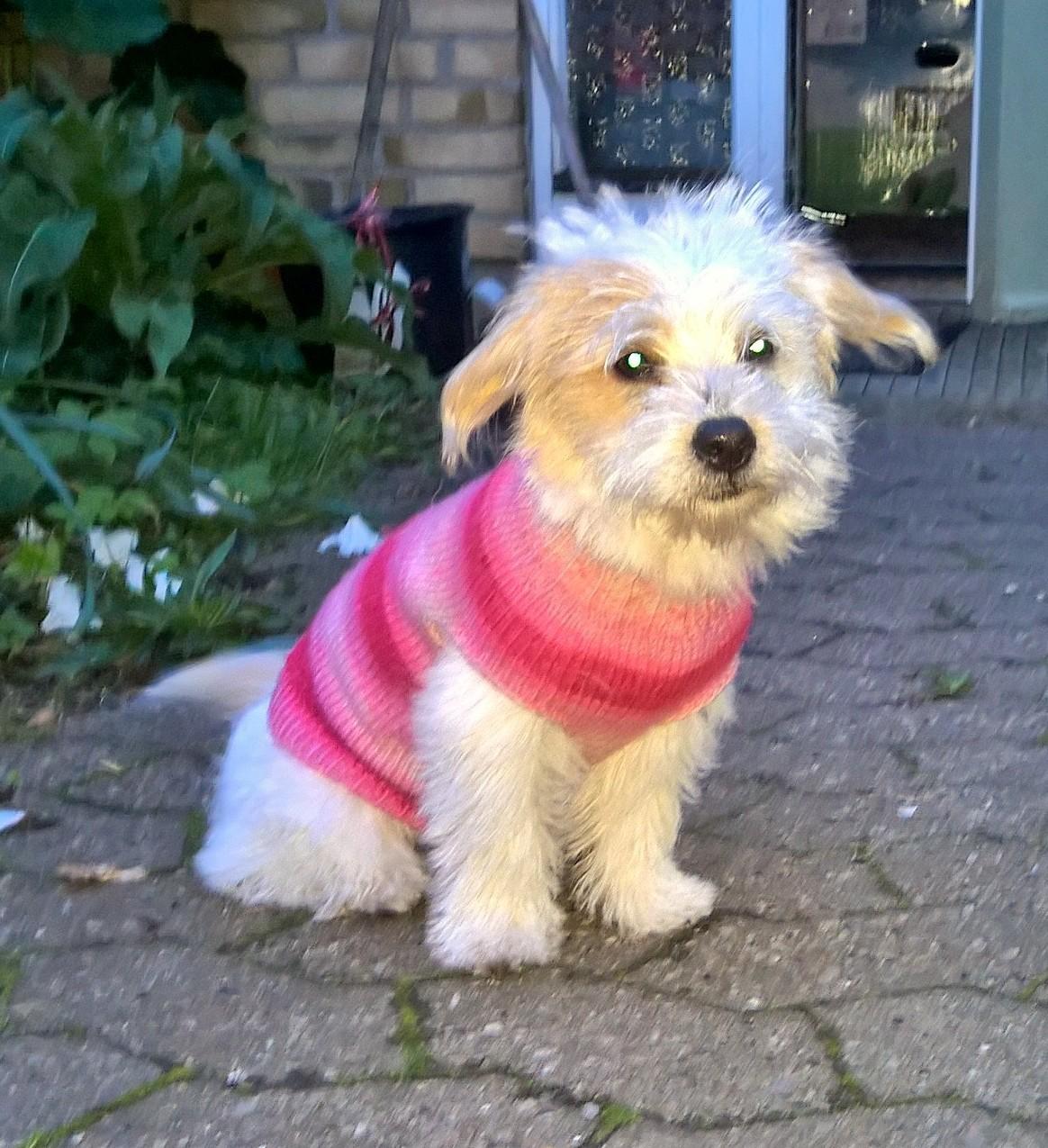 Blanding af racer Kom-Karla - Tøj som hun kunne passe engang ;) billede 14