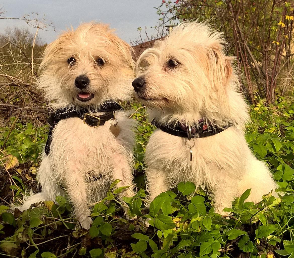 Blanding af racer Kom-Karla - Karla og hendes søster Laika billede 11
