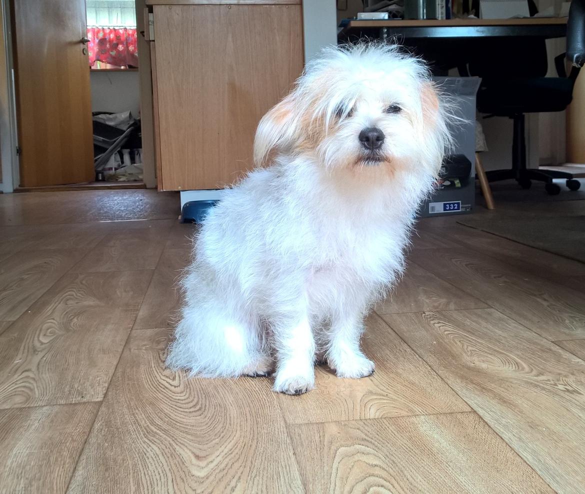 Blanding af racer Kom-Karla billede 13