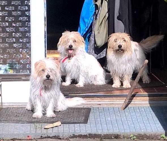 Blanding af racer Kom-Karla - 3 søskner :) Karla, Laika og Maluka billede 10