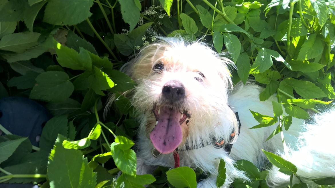 Blanding af racer Kom-Karla billede 17