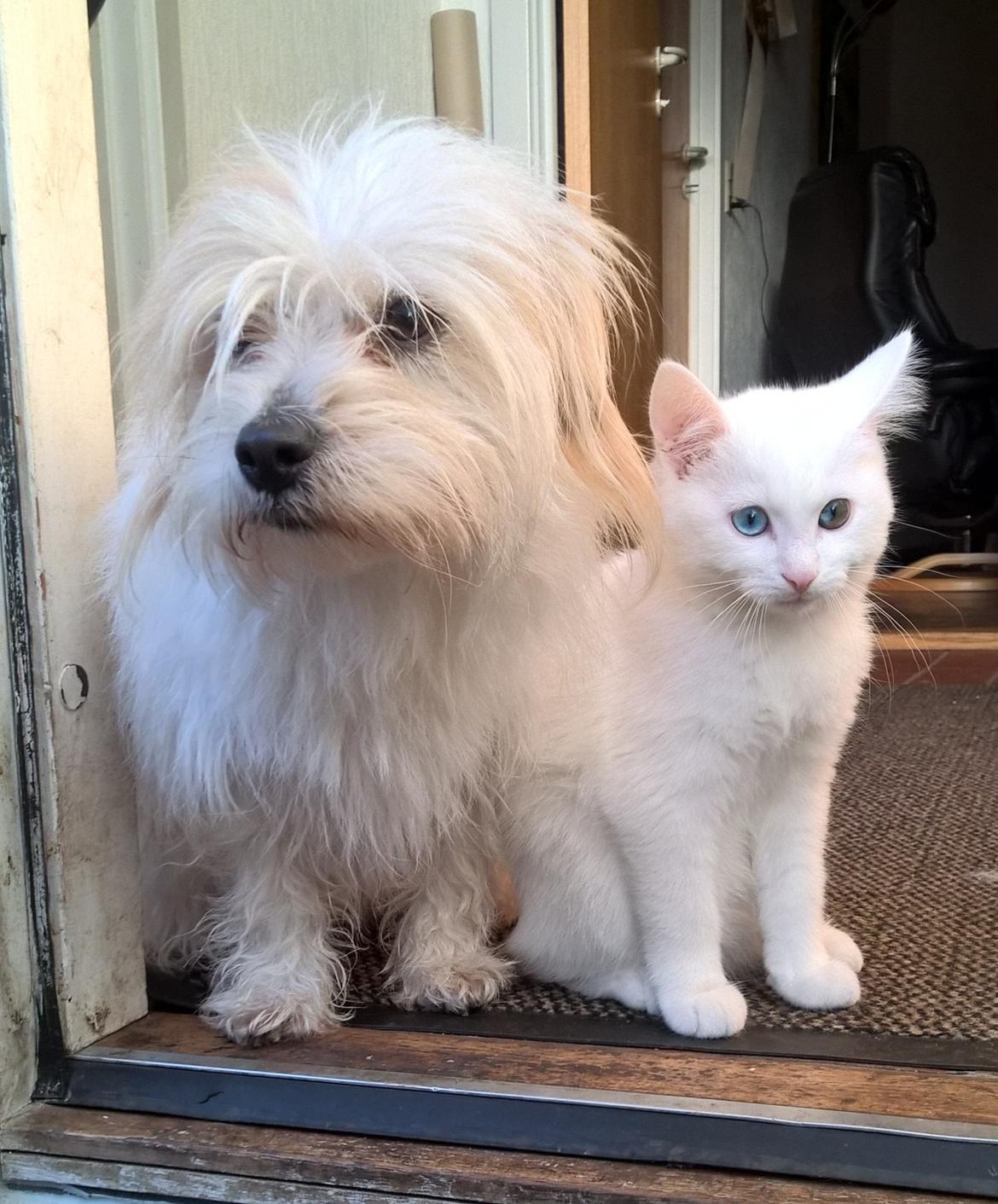 Blanding af racer Kom-Karla - Karlas nye ven <3 billede 22