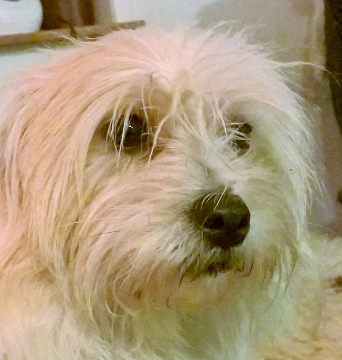 Blanding af racer Kom-Karla billede 18