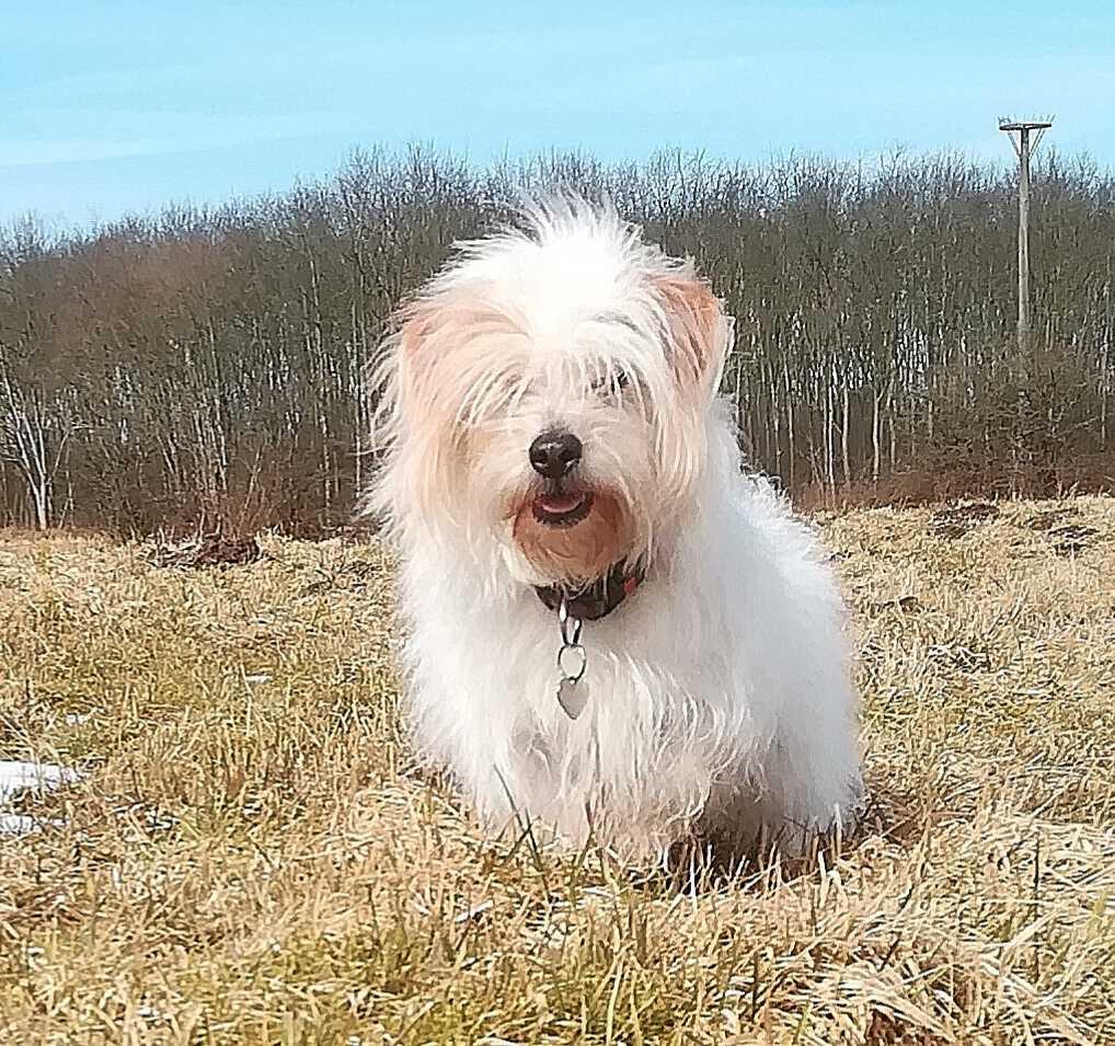 Blanding af racer Kom-Karla billede 1