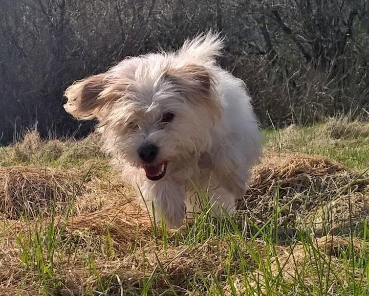 Blanding af racer Kom-Karla billede 19