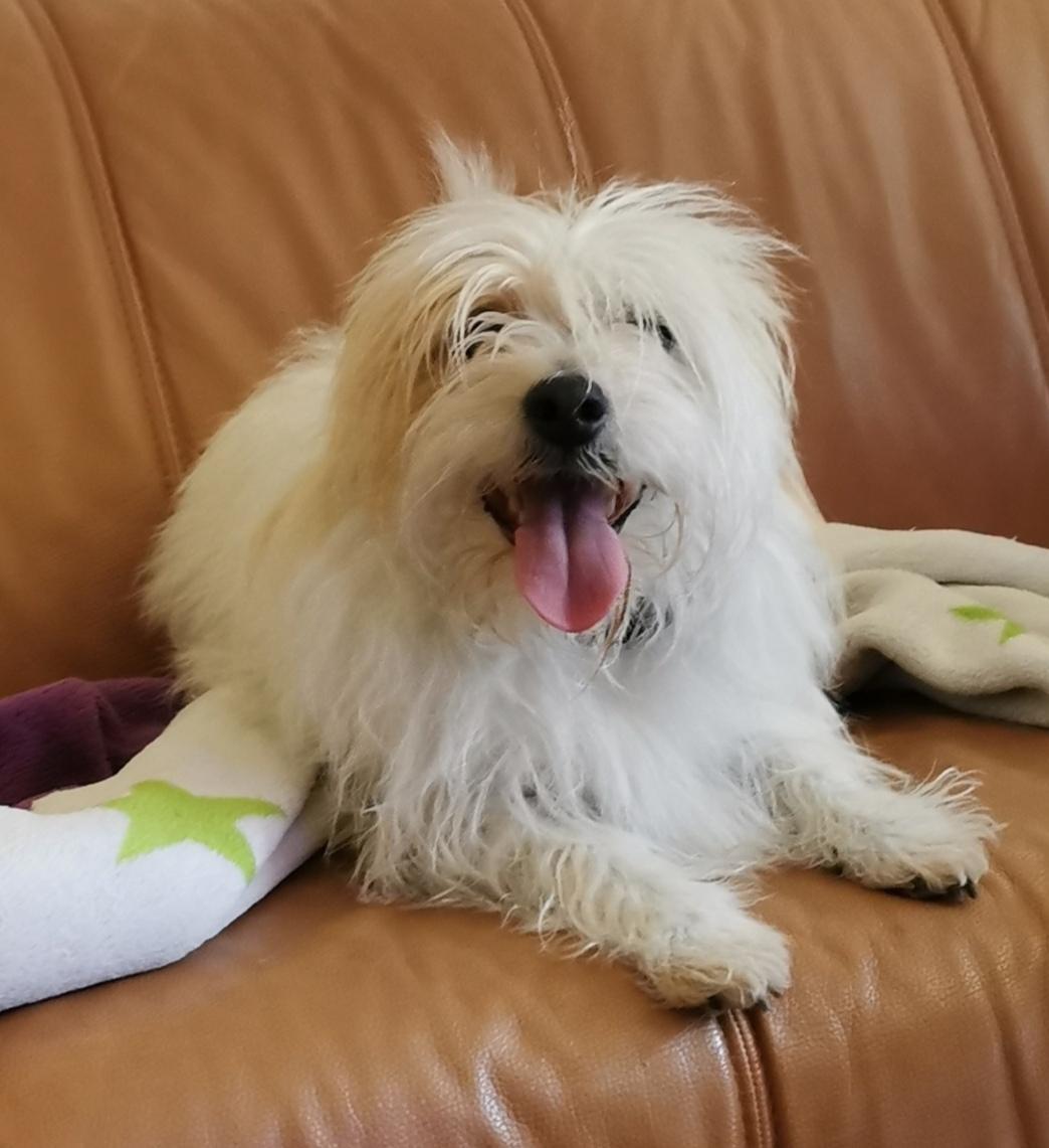 Blanding af racer Kom-Karla billede 20