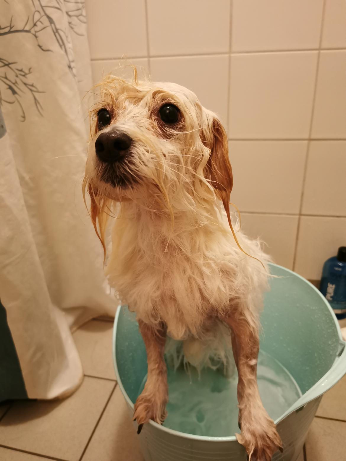 Blanding af racer Kom-Karla - Elsker bestemt ikke bad billede 21