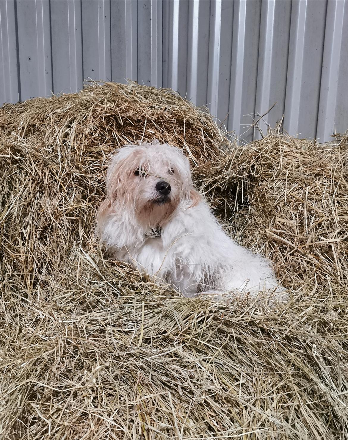 Blanding af racer Kom-Karla - Er med i heste stalden hver dag og når det er koldt er det dejlig man kan hoppe i høet ;) billede 27