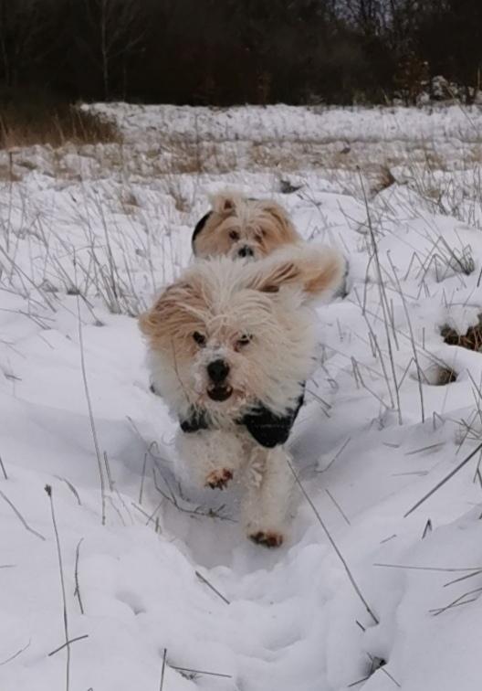 Blanding af racer Kom-Karla - Vinter 2021 billede 28