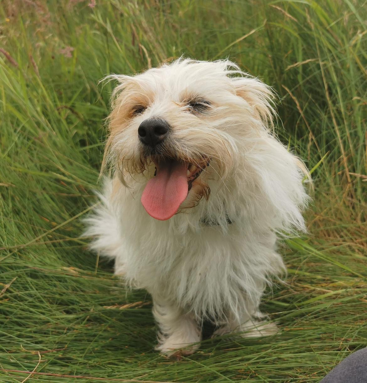 Blanding af racer Kom-Karla - Karla på en varm dag <3 billede 29