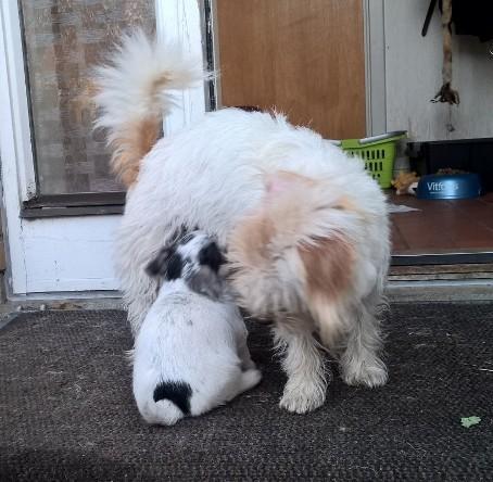 Blanding af racer Kom-Karla - Karlas første kuld billede 24