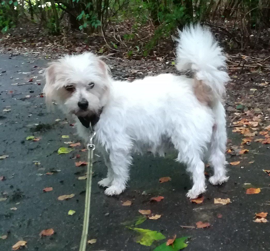 Blanding af racer Kom-Karla - Ny klippet billede 25