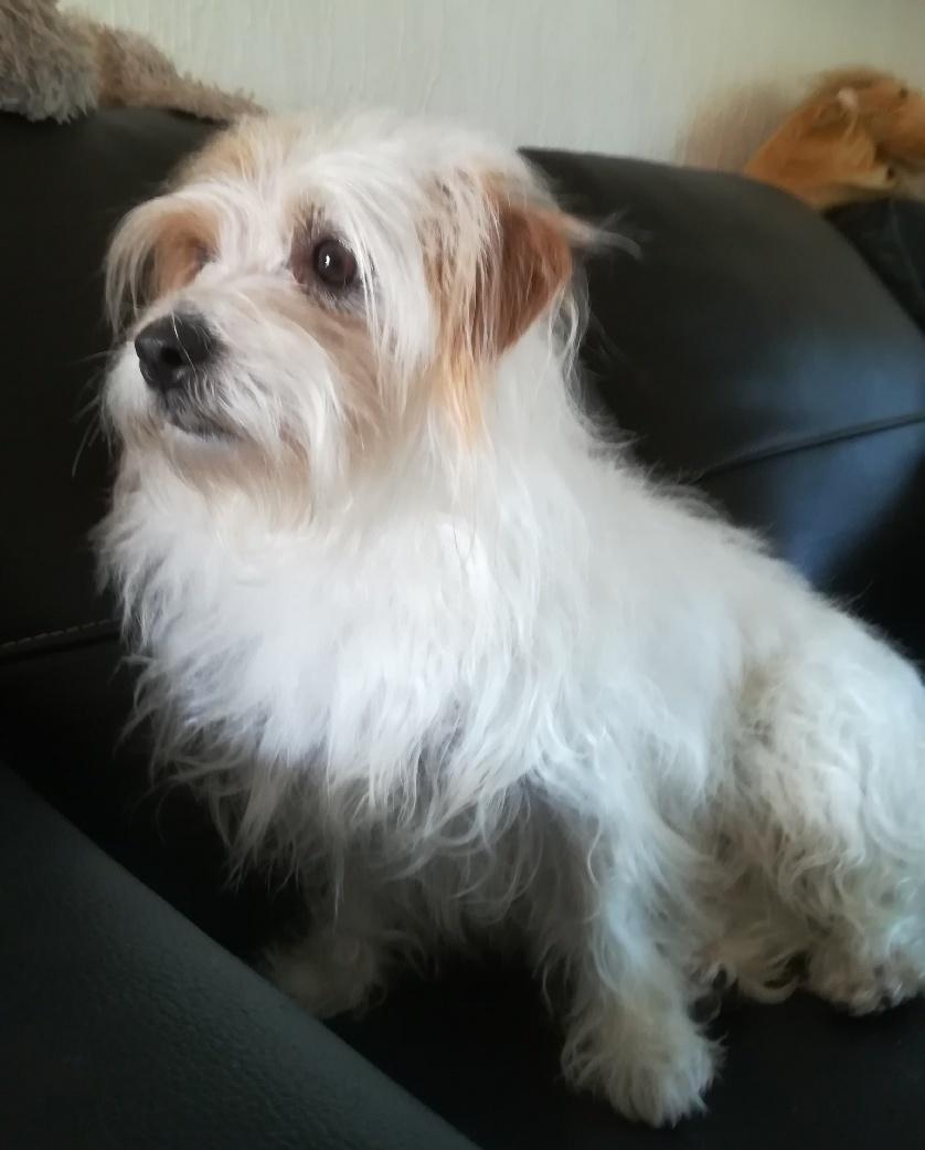 Blanding af racer Kom-Karla - Endelig er håret groet ud igen billede 26