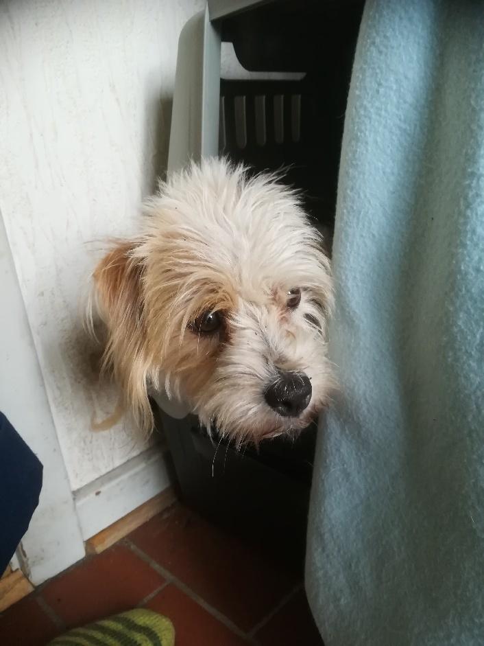 Blanding af racer Kom-Karla - Karla holder vagt over hendes børn billede 23