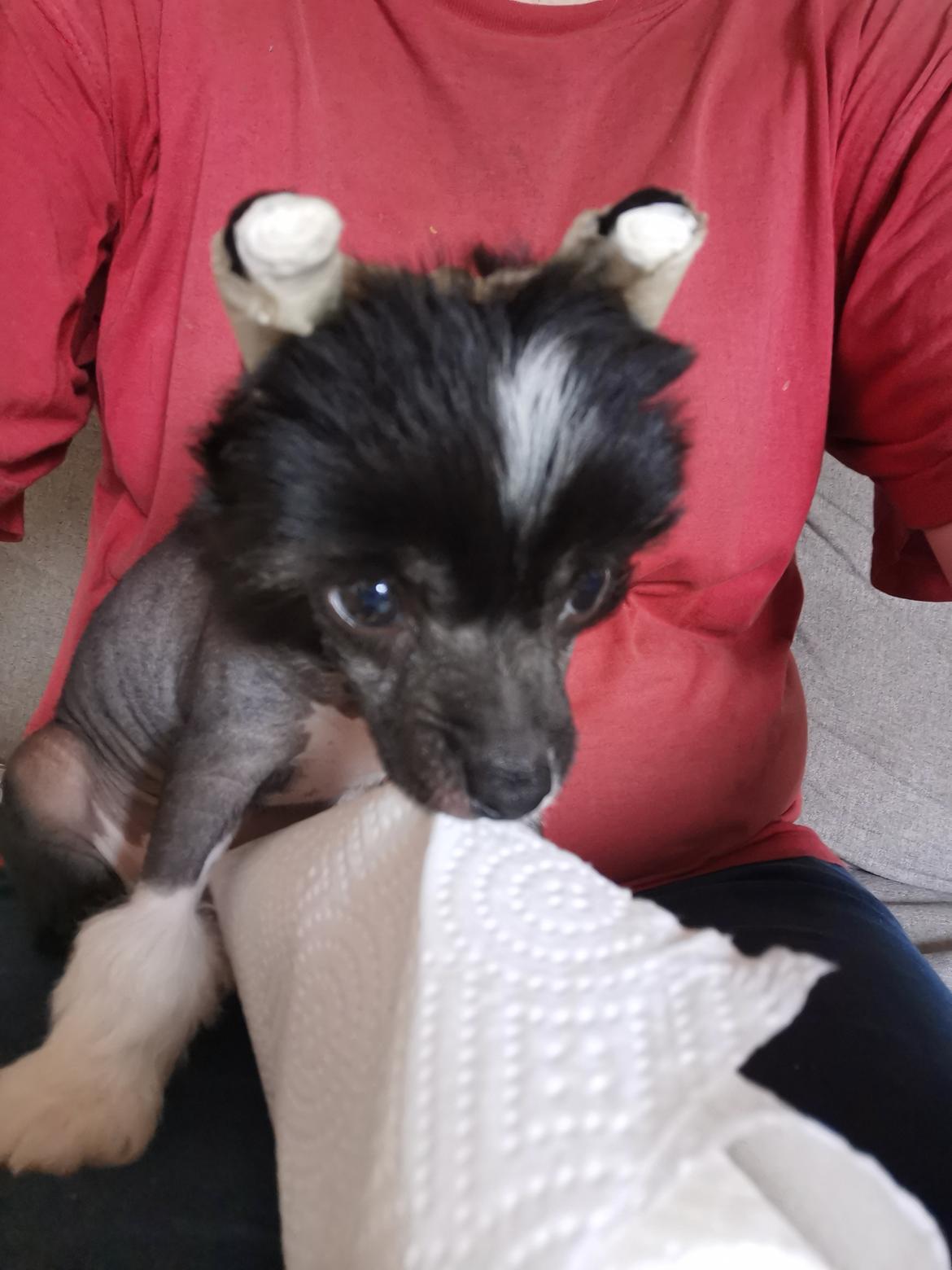Chinese crested hårløs DJ - jeg har fanget en køkkenrulle  billede 12