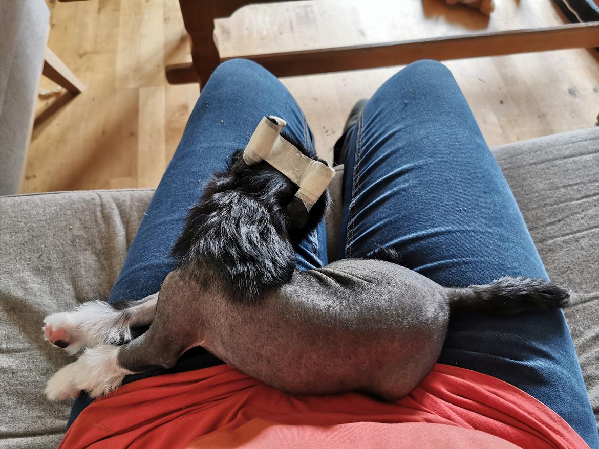 Chinese crested hårløs DJ - sover ved mor  billede 13